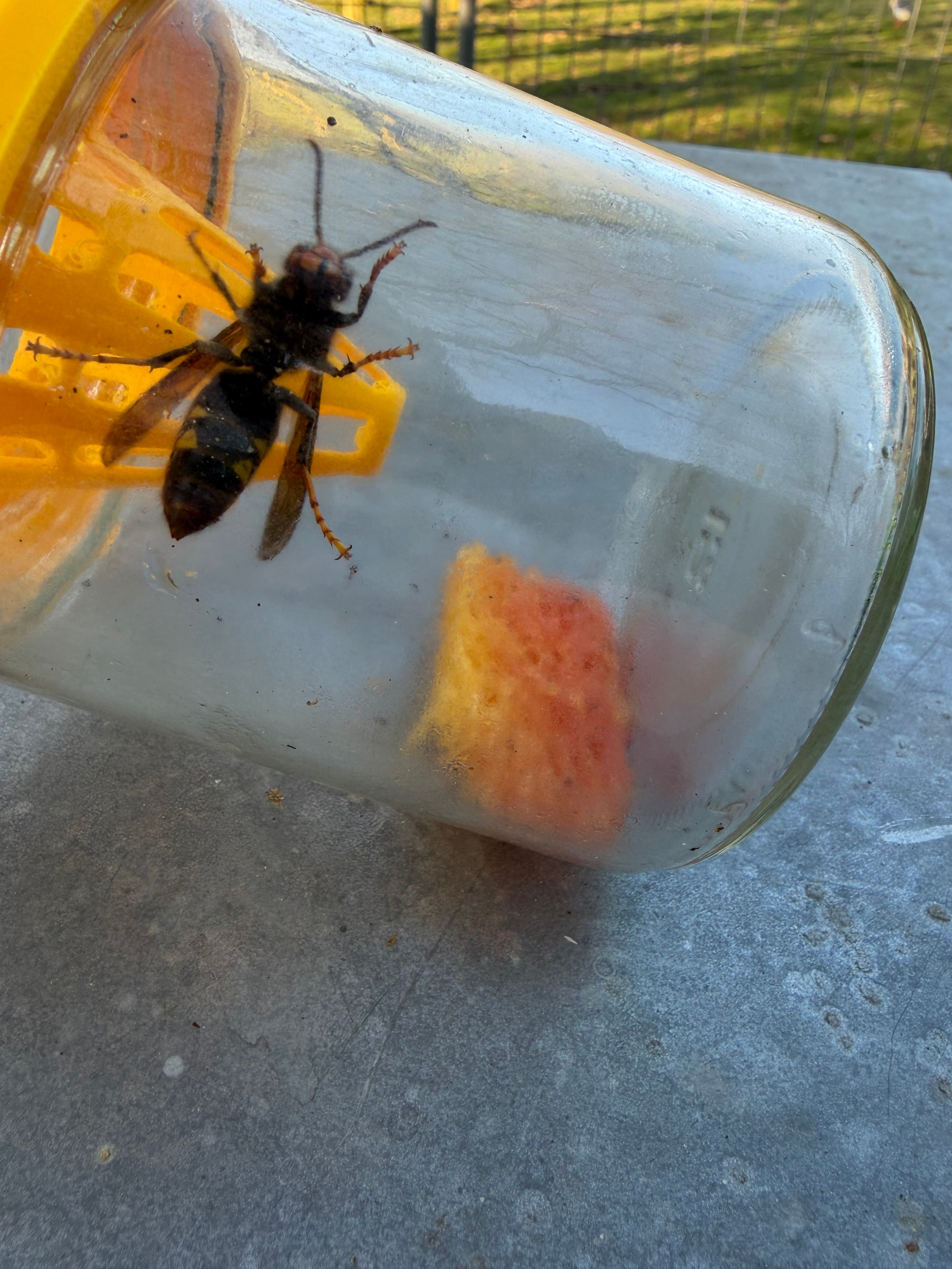 Selectieve hoornaarval Aziatische hoornaar met lokstof en spons - Jack The Beekeeper